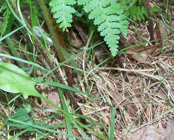 What Grows in my Yard? Creeping Fragile Fern (Cystopteris protrusa