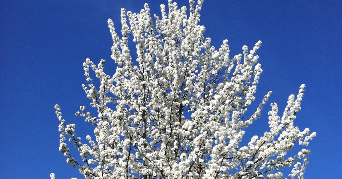 these trees are blooming everywhere on long island