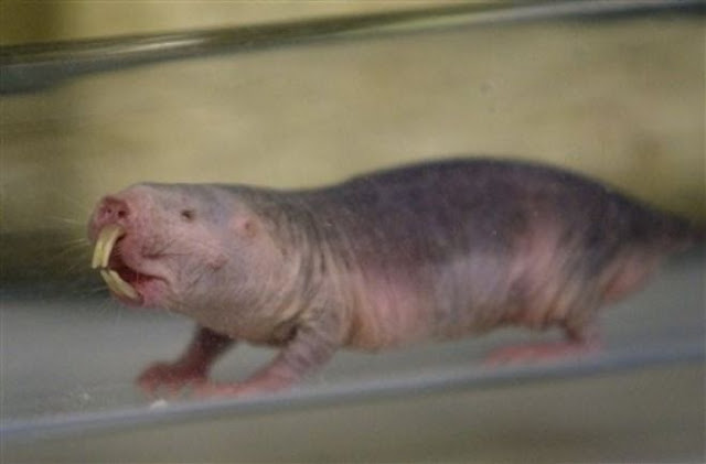 animales feos animales feos