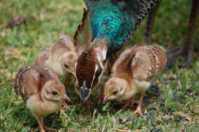 peahen with kids
