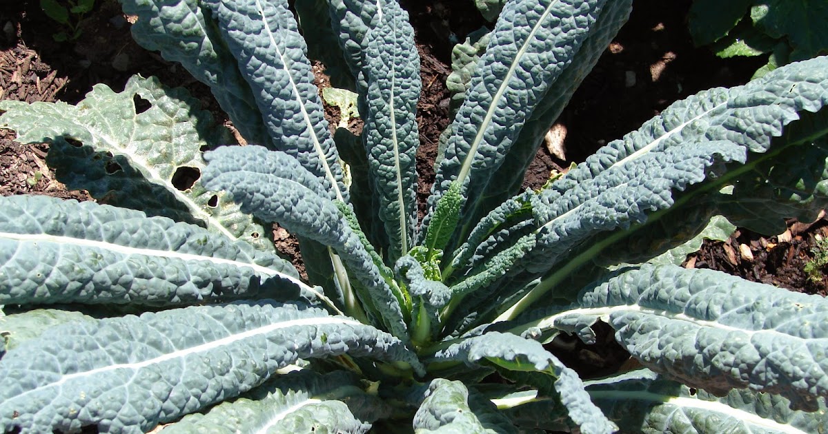New Utah Gardener Kale Grows In Utah!