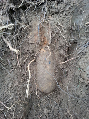 Bomba di mortaio seppellita nel terreno in una ex area militare di addestramento dell'E.I. sul Carso triestino.