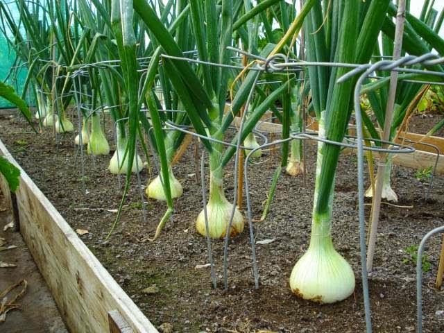 How To Plant Onion Sets In Raised Beds How To Plant Onion Sets In Raised Beds