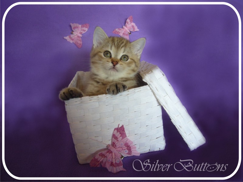 Si Silverbuttons Cattery Of Silver And Golden Shaded British