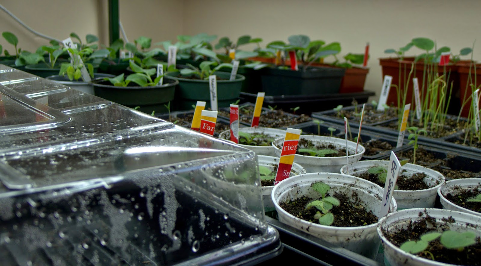 starting seeds indoors, grow lights, heat mats, stratification