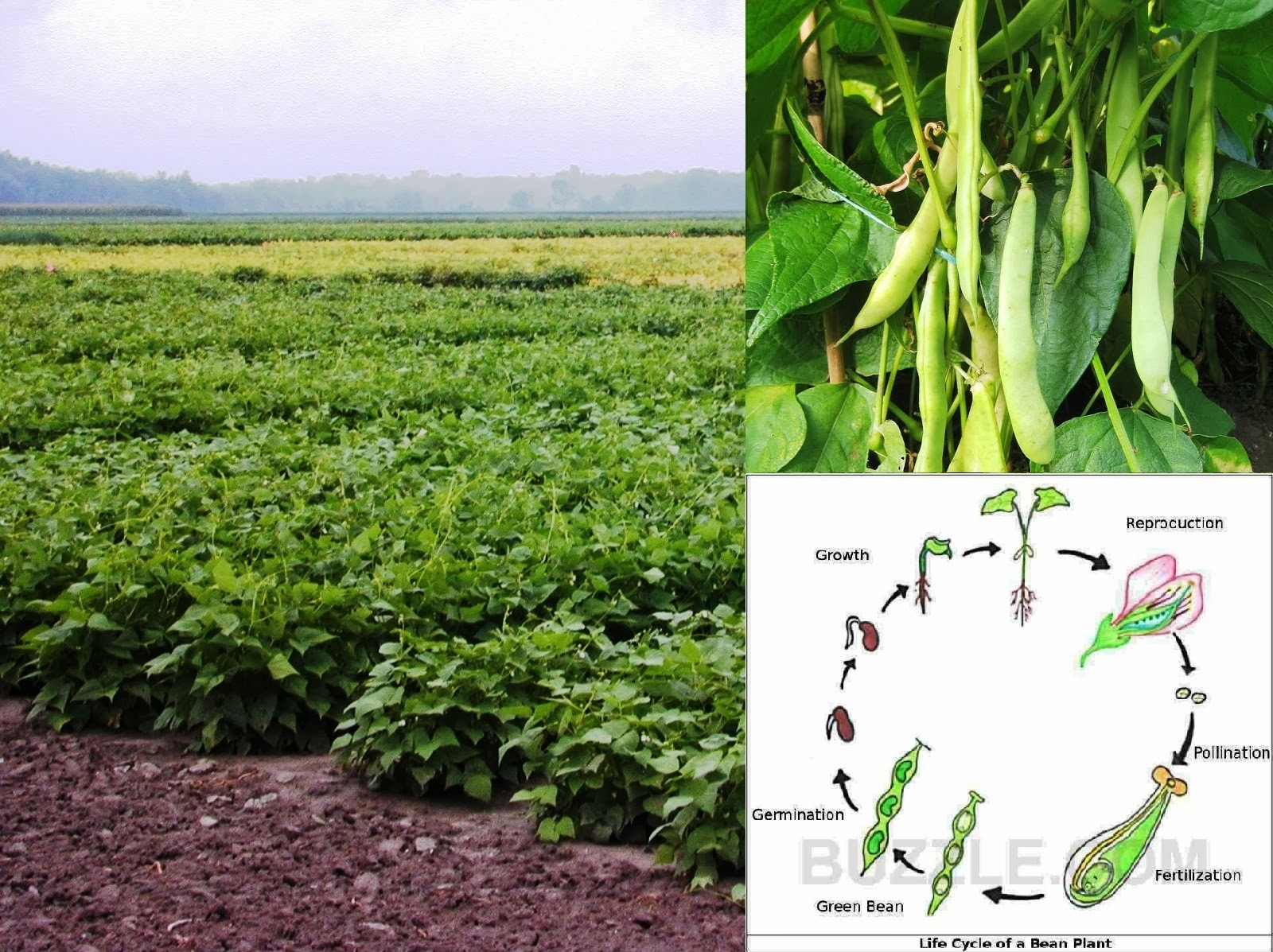 business ideas small business ideas commercial green bean production how to grow green beans business ideas small business ideas commercial green bean production how to grow green beans