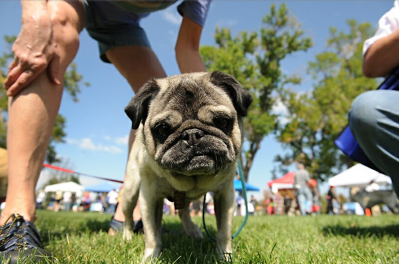 Pikey Mikey Pugs in the Park Pugwood