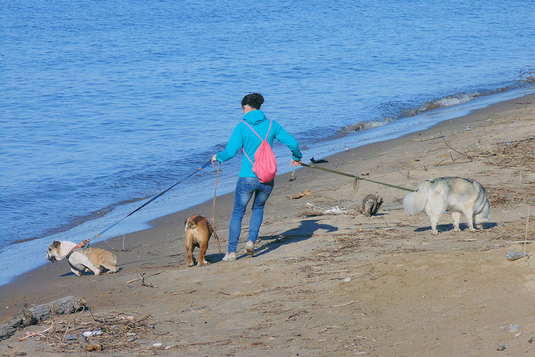 Три собаки на пляжу