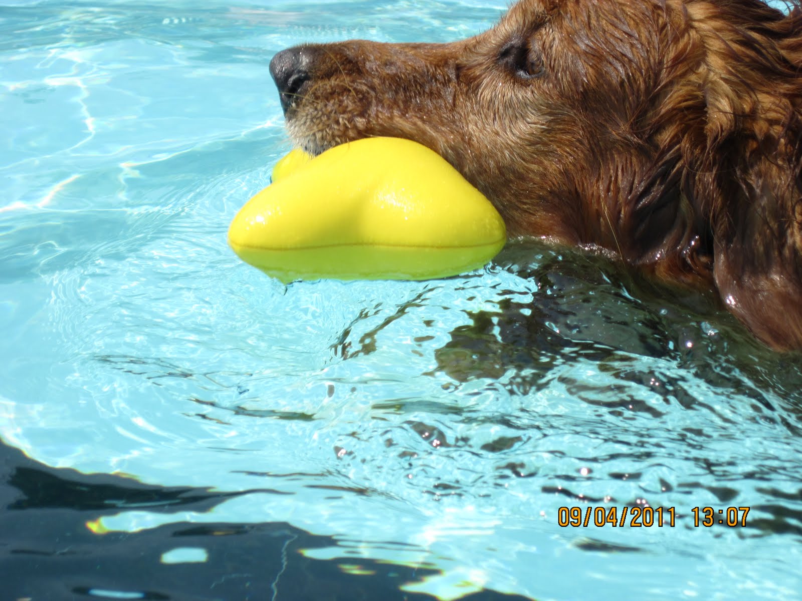 Quilts, Life and Balance: Dog Swim Day