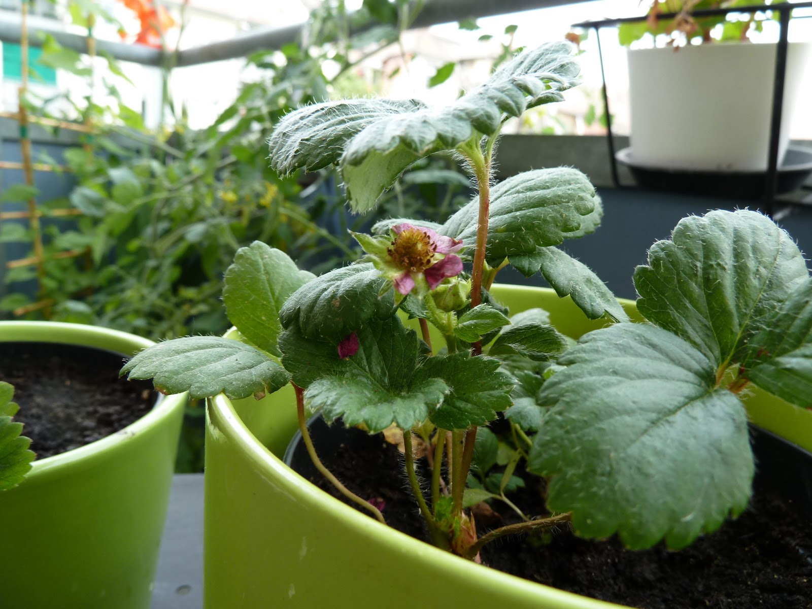 Gemüse & Naschen Erdbeeren blühen pink