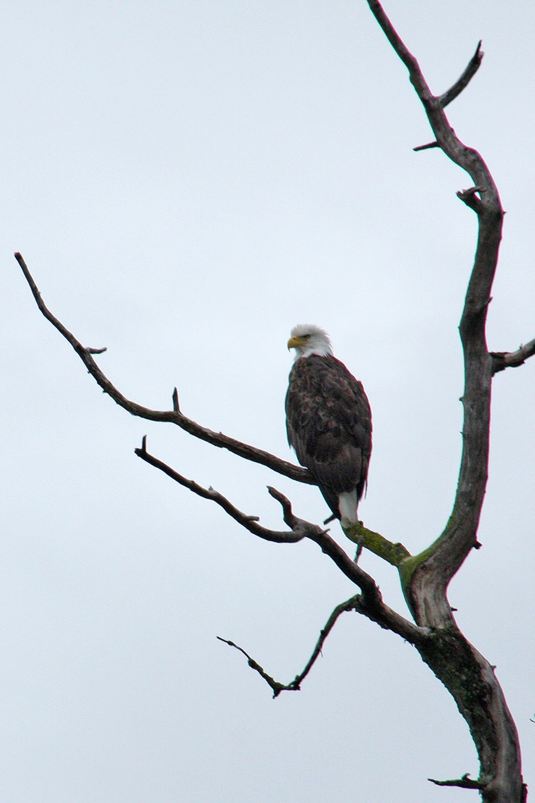 The Eagle - 2011 - Arabic Subtitles