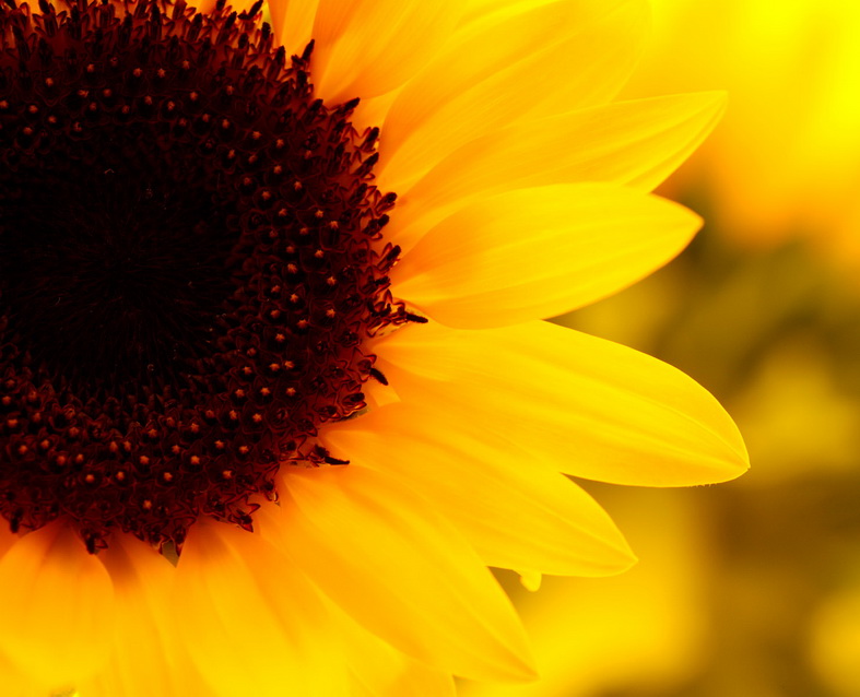 Om Tat Sat Sunflower Sutra