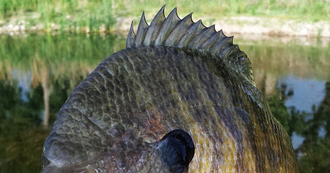 Bluegill on Poppers Fly Fish Food Fly Tying and Fly Fishing