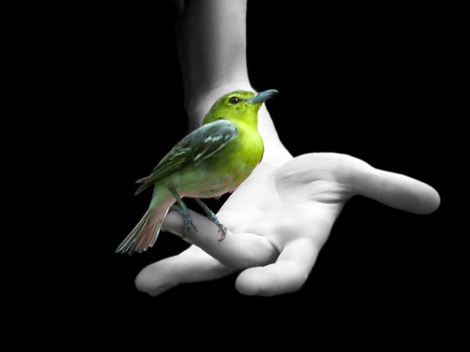 The bird of paradise lands only on the hand that does not grasp.  ~ John Berry ~