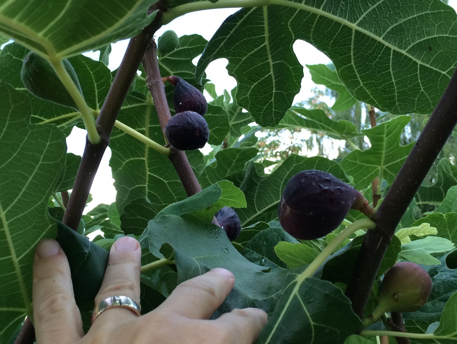 Hardy Chicago Figs