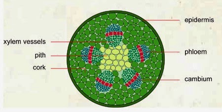 #39 Structure of transport tissues in plants | Biology Notes for A level