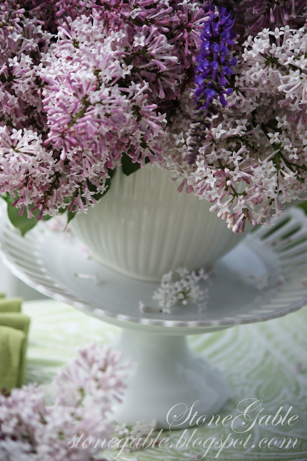 Three Dogs In A Garden Lilacs Planting Care And Pruning