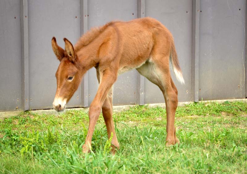 Cute And Funny Mule Funny Animals