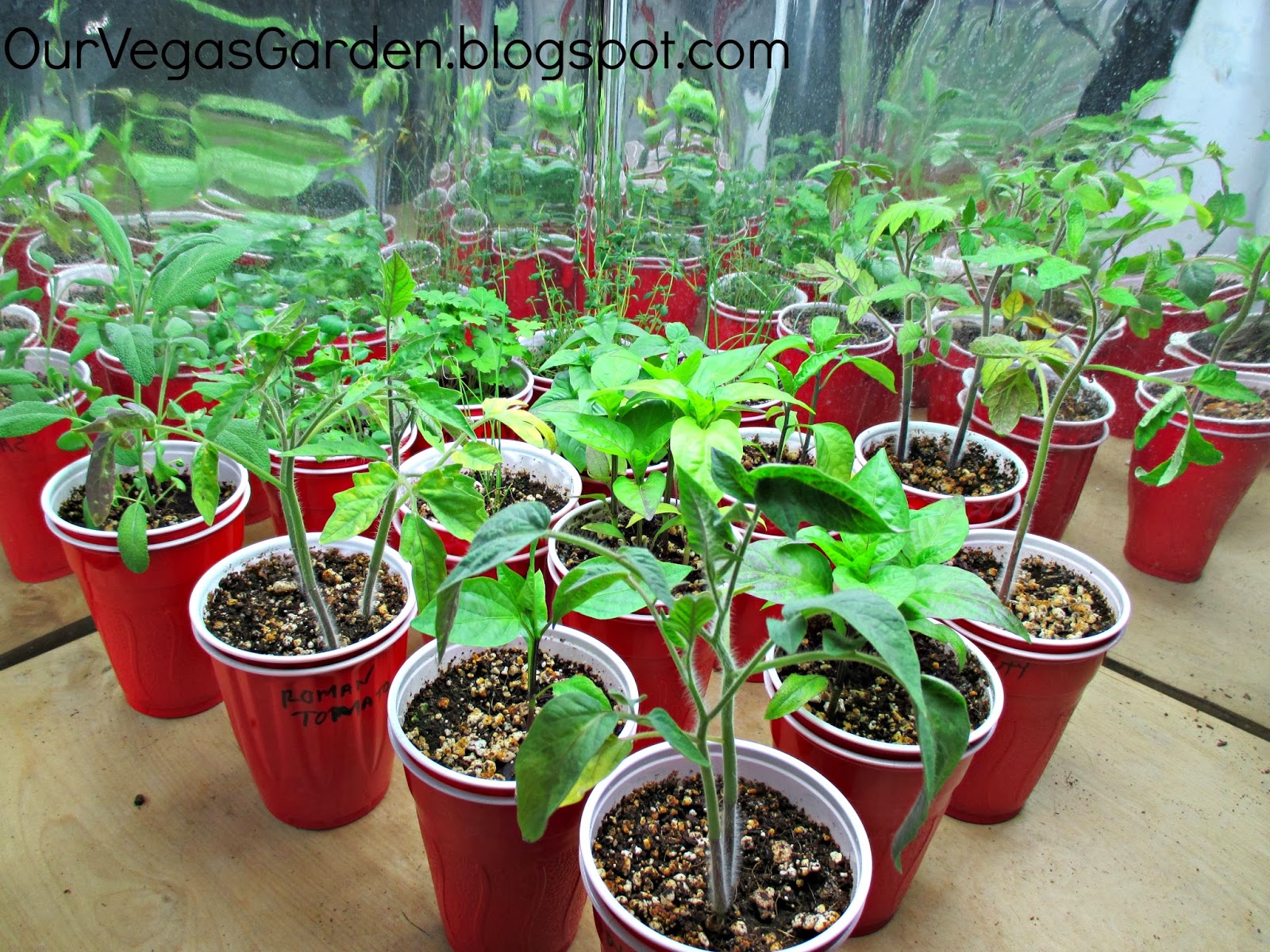 Desert Organic Farming Indoor Garden Solo Cup Update End of Week 3