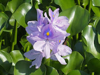 亜熱帯アメリカ原産の水草。 亜熱帯アメリカ原産の水草。