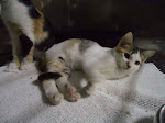 Felinos para adopção