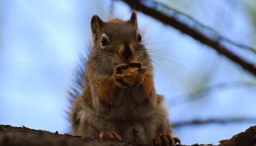 Wild Birds Unlimited Fun With Squirrels
