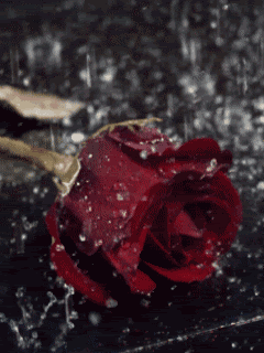 Rose_Animated_Mobile_Wallpaper.gif