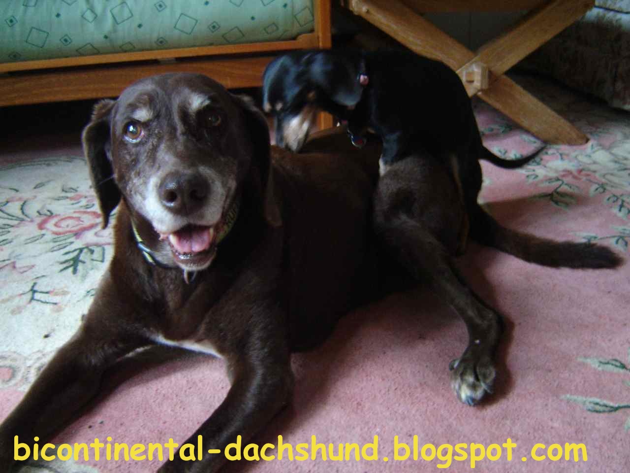 Bicontinental Dachshund Air Hump The Official Dachshund Airline