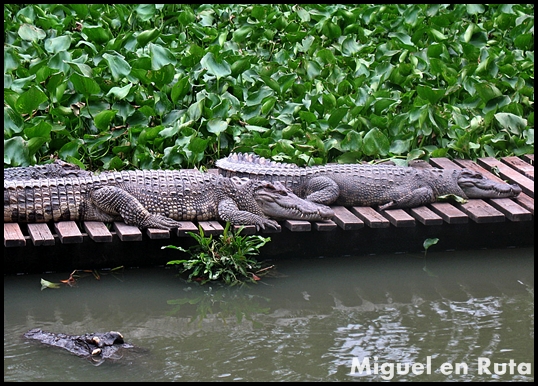 Cocodrilo Siamés