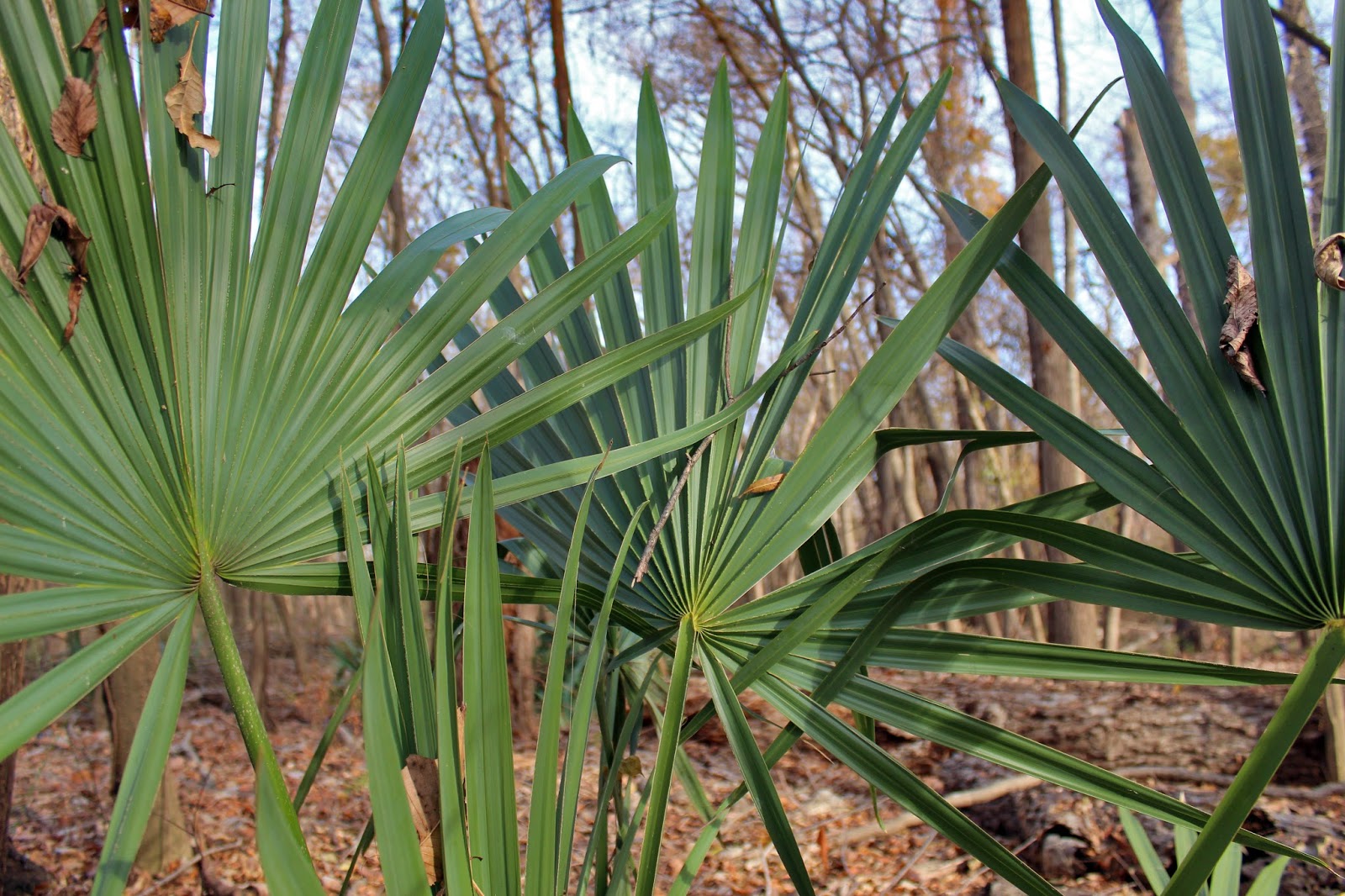 Dallas Trinity Trails The Wild Palm Trees Of Dallas County Relics