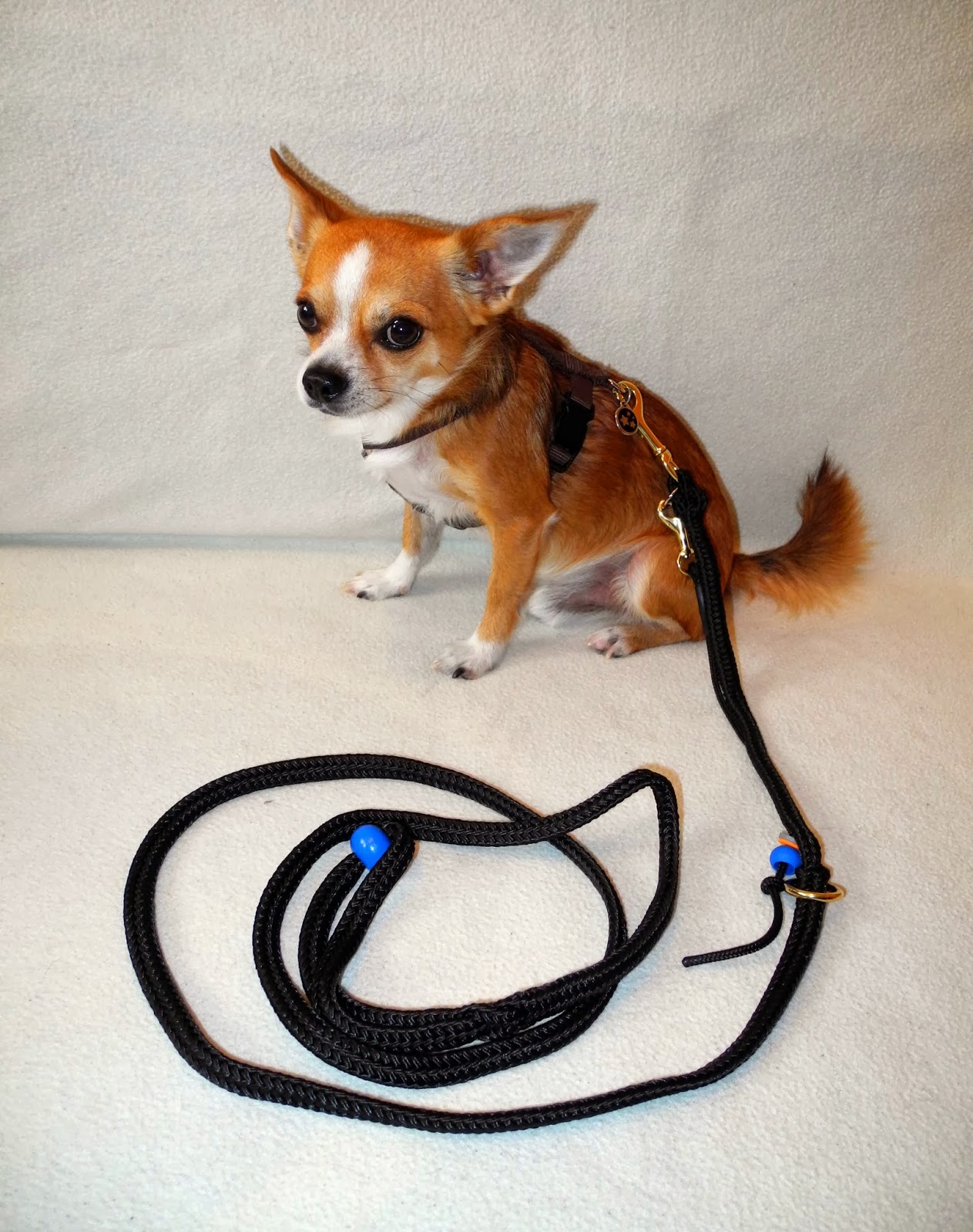 Rockys Blog Hundeschule Waldblick Lazy Lead