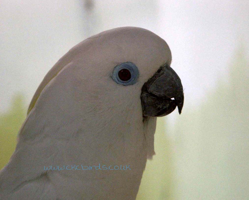rare blue cockatoo rare blue cockatoo