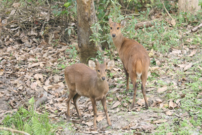 Hog Deer Photos