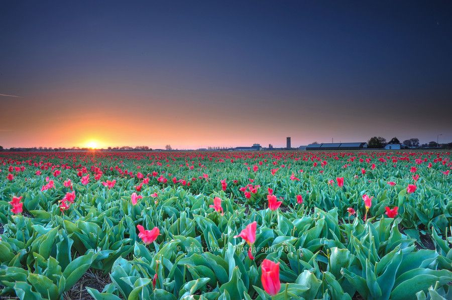 18. Sunrise at Lisse 4th of May 2013 by Nathalie Stravers 18. Sunrise at Lisse 4th of May 2013 by Nathalie Stravers