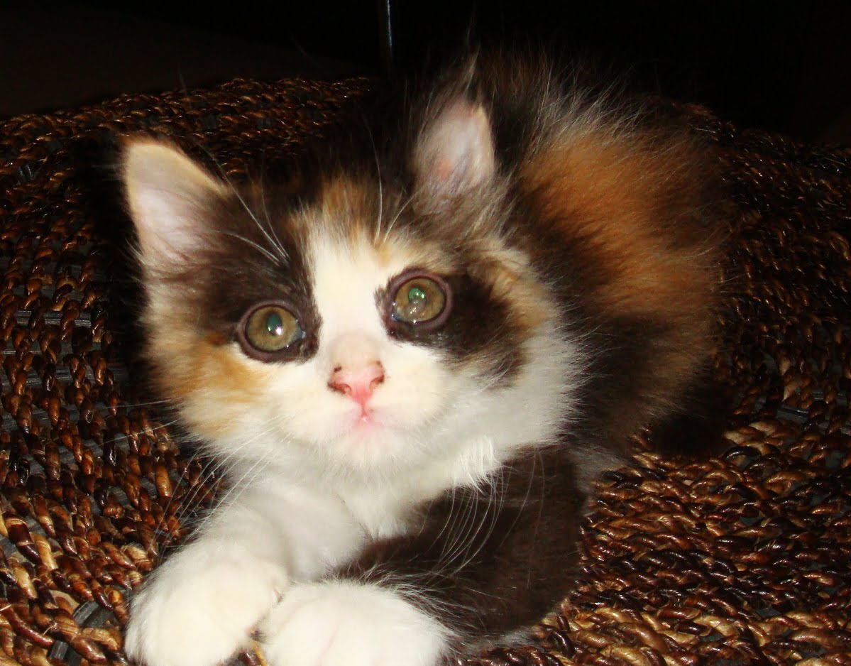 Persian Cat for Sale Philippines (manila) February 2011