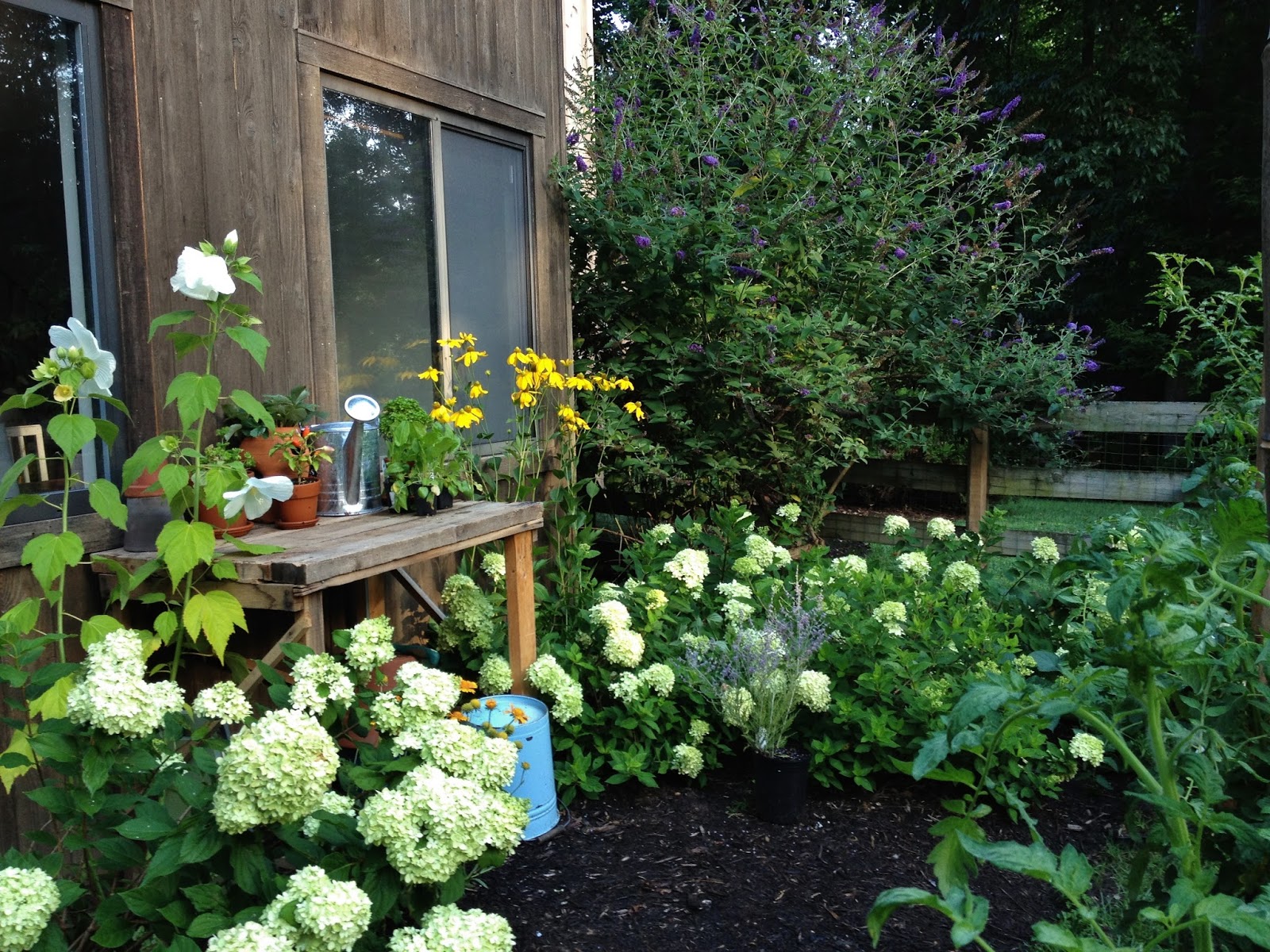 Hydrangeas A Calendar Of Bloom Times Strange S Florists