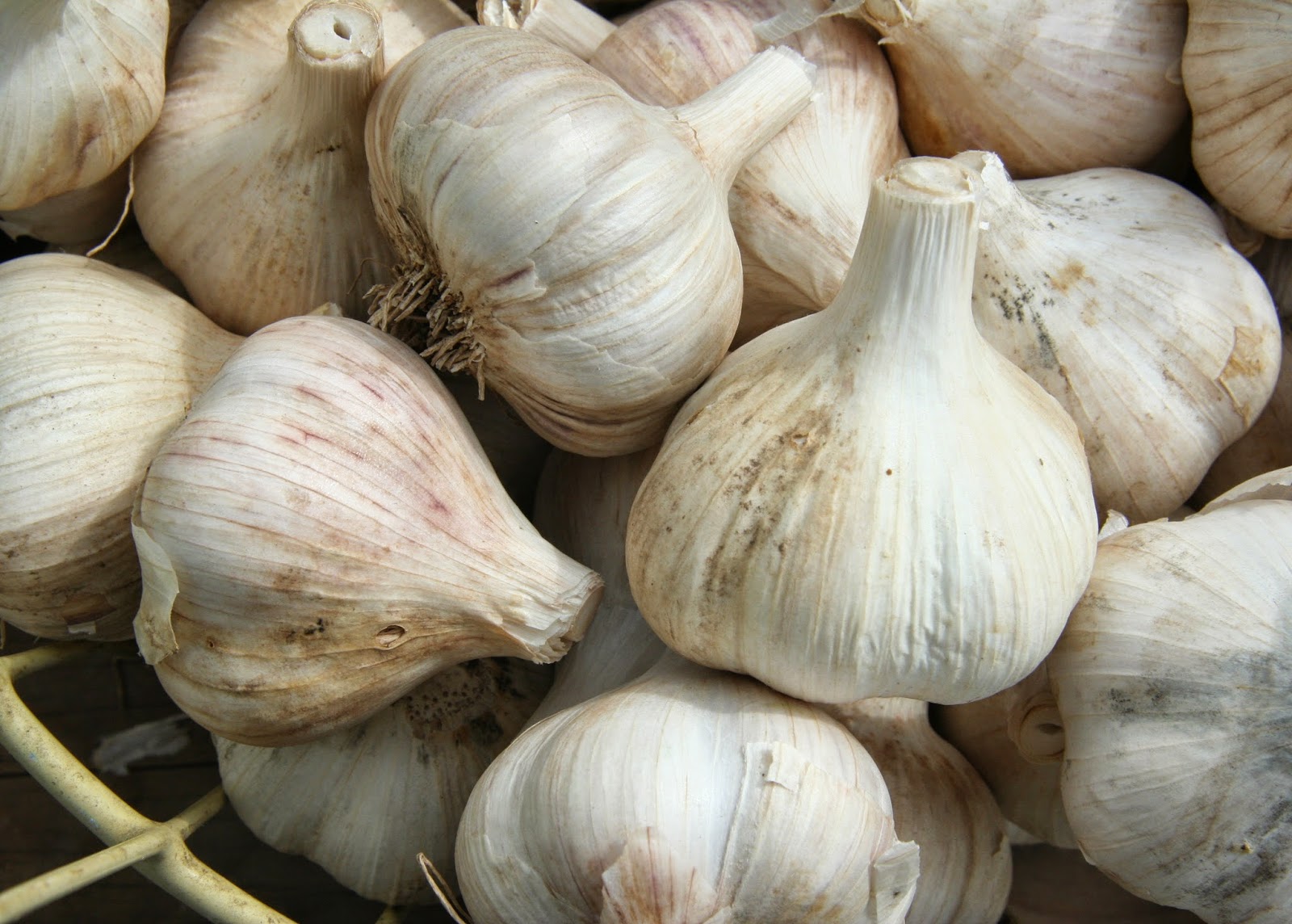 Natürlich Gesund Garlic destrois bacteria