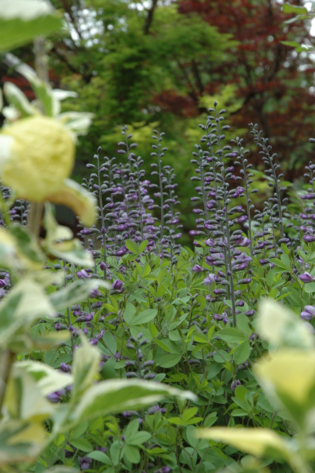 Patina Moon The Autumn Hydrangea