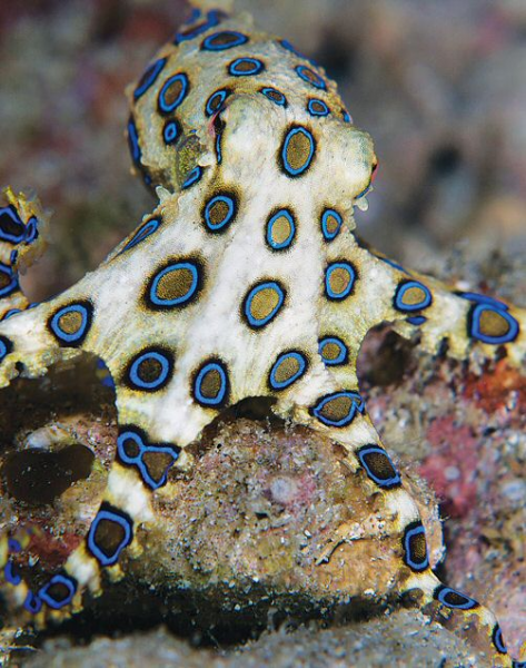 Blue Ringed Octopus Most Venomous Blue Ringed Octopus Most Venomous