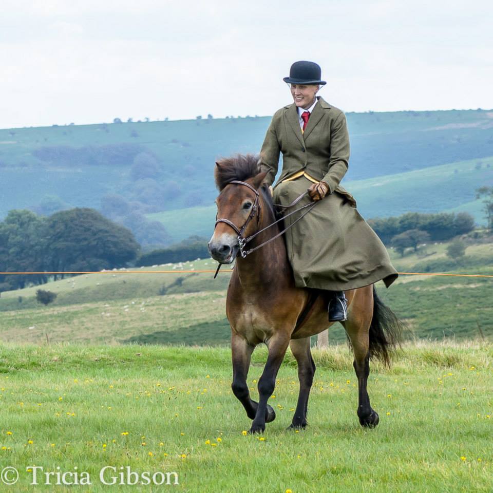 English Historical Fiction Authors Anglo Saxons and Their Horses