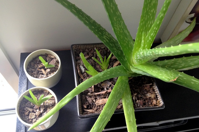 btsoi blogs Aloe Pups Growing Up