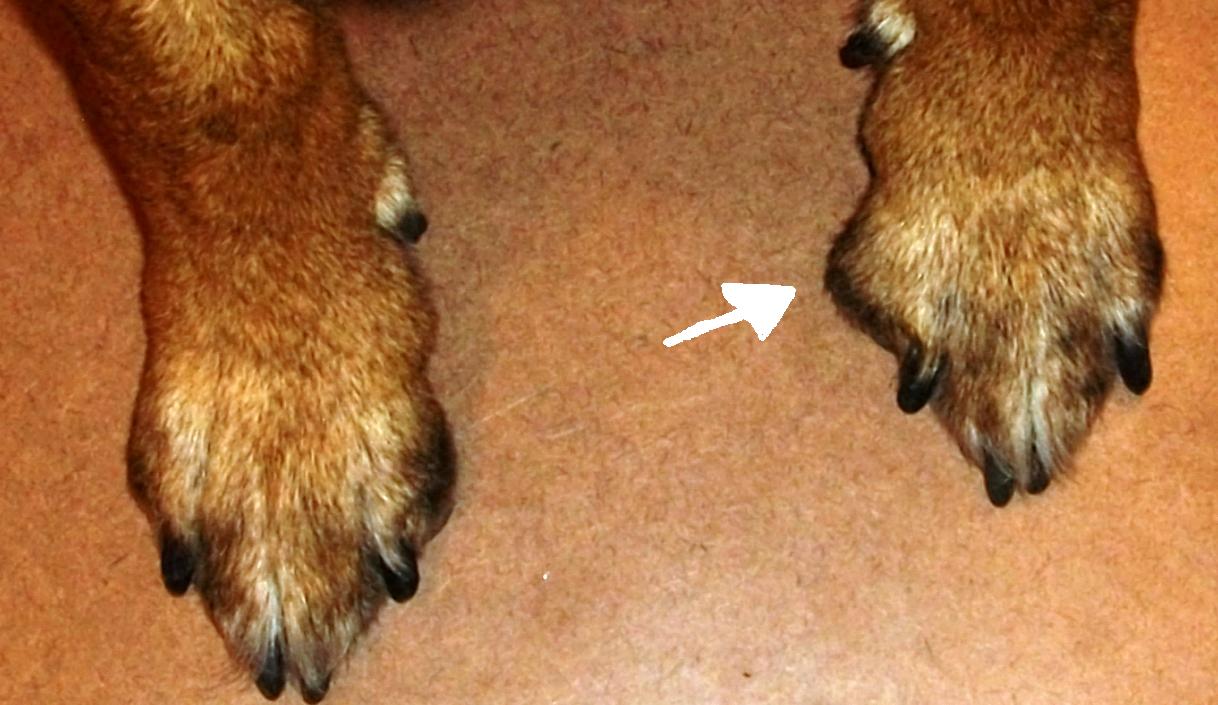 How Do You Wrap A Dog's Broken Toe at Michael Ho blog