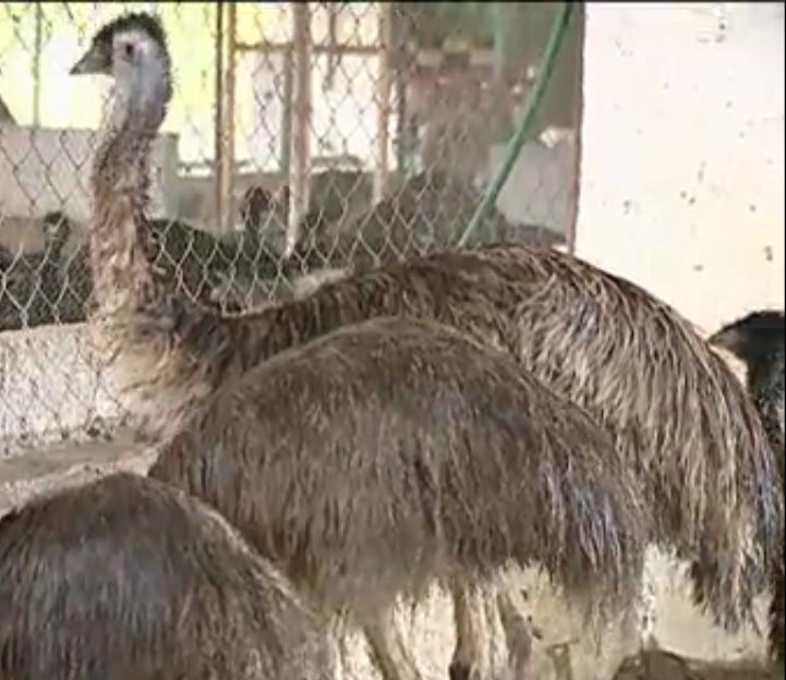 emu bird farm