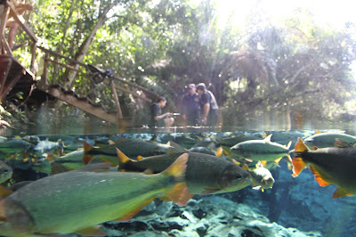 Inicio da flutuação Inicio da flutuação no Aquário Natural