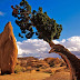 Joshua Tree National Park,California