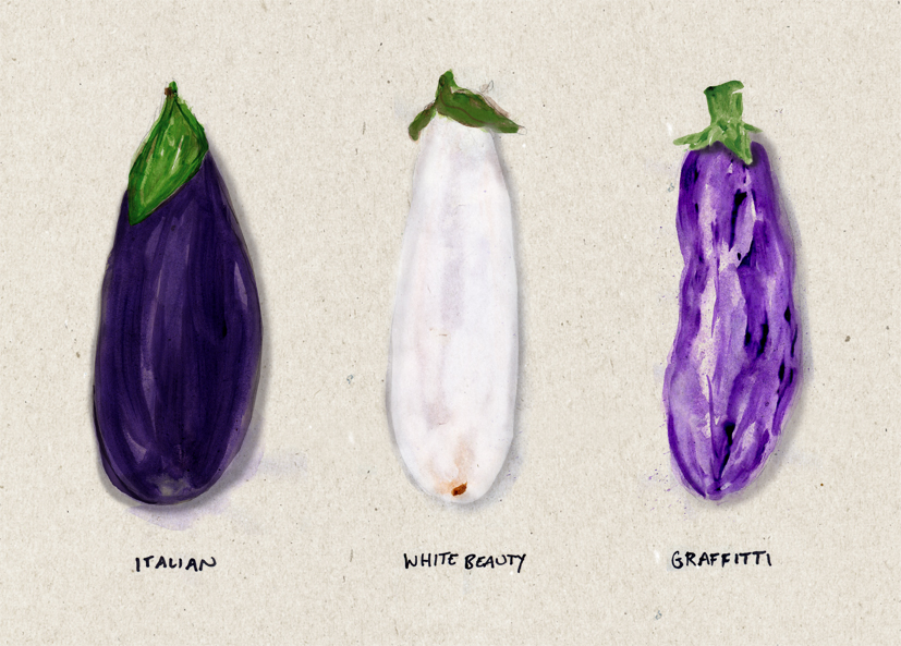 scribble. pen. ink. a few eggplant varieties