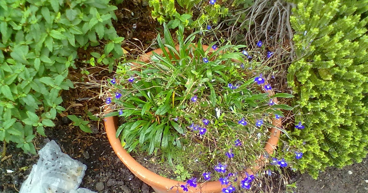 Rachel the Gardener Bulbs in Pots layering