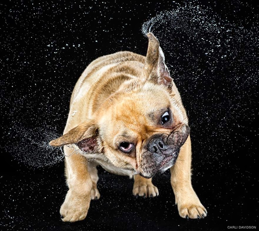 The Gibble Slow Motion Photos Of Dogs Shaking Their Heads