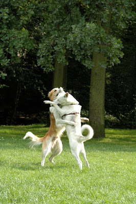 Funny Animals Hugging