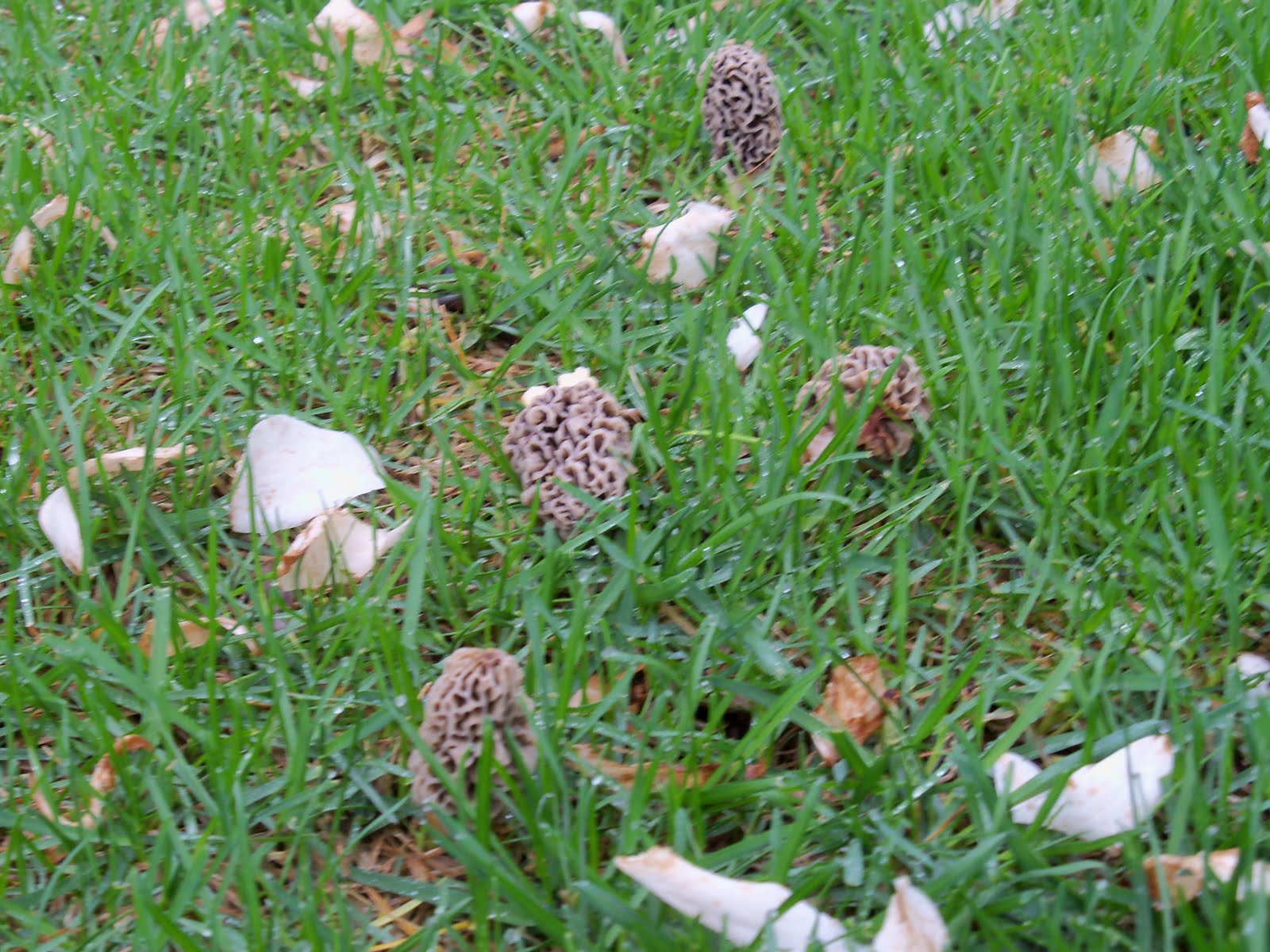 Learn About Morel Season in Central Ohio White Oak Inn